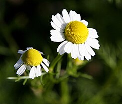 camomile (Matricaria recutita)