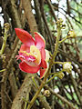 * Nomination Cannonball tree (Couroupita guianensis) flower. Prenn 14:06, 8 December 2012 (UTC) * Promotion QI, although I'd reduce the crop a bit --Poco a poco 16:24, 8 December 2012 (UTC)