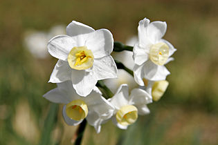 daffodil (Narcissus)