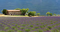 Lavender field in Provence