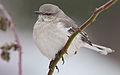 * Nomination Northern Mockingbird Created by Mdf -- Laitche 18:42, 14 December 2007 (UTC) * Promotion Clear, sharp image. A bit too small to be FP, but enough for QI. Arria Belli | parlami 14:39, 15 December 2007 (UTC)