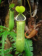 Nepenthes benstonei