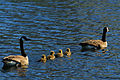 Category:Branta canadensis (families)