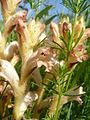 Orobanche caryophyllacea and its host Galium verum Nördlinger Ries, Germany