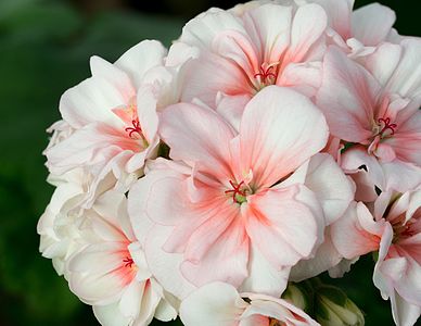 Pelargonium zonale (Geraniaceae)