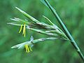 Bromus inermis