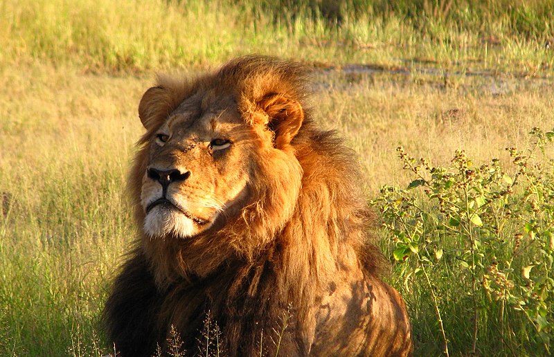 File:Cecil the lion (cropped).jpg