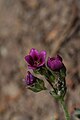 Douglasia nivalis