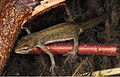 Deutsch: Teichmolch (Triturus vulgaris) English: Smooth Newt