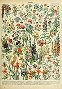 Montage illustration of varieties of flowers