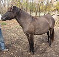 Category:Lac La Croix Indian Pony