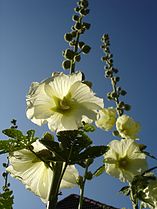 Hollyhock (Alcea rosea)