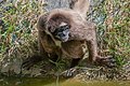 * Nomination Ateles hybridus from Barquisimeto Zoo, Venezuela --The Photographer 20:51, 7 December 2012 (UTC) * Promotion Not bad. --A.Savin 11:26, 16 December 2012 (UTC)