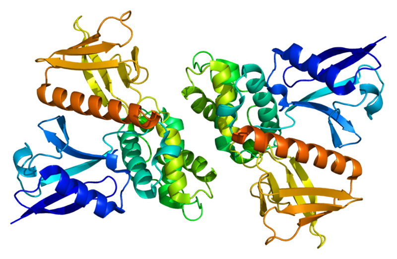 File:Protein NF2 PDB 1h4r.png