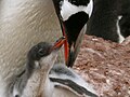 * Nomination Gentoo Penguin, (Pygoscelis papua) Antarctica --Butterfly voyages 04:30, 29 July 2009 (UTC) * Decline great subject and composition, unfortunately there is excessive noise and color noise --Ianare 13:20, 4 August 2009 (UTC)