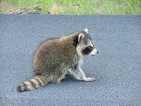 Raccoon on the road near Seal Harbor