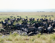 August 15: Zebras at the Maasai Mara National Park in Kenya.