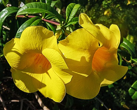 Yellow flowers