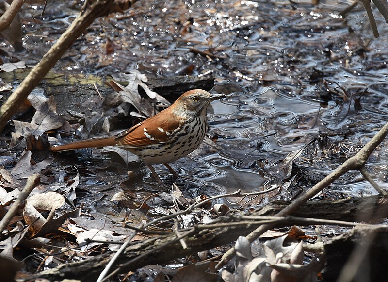 File:Brown Thrasher - 32631399567.jpg