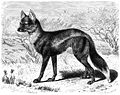 Canis adustus