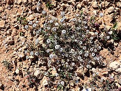 Lobularia maritima kz03.jpg