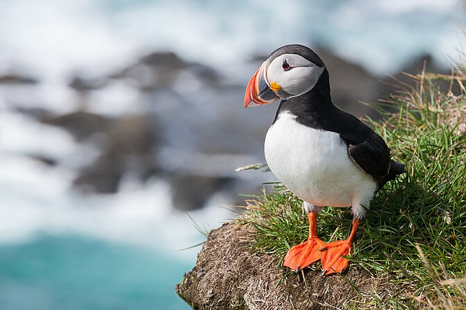 Puffin (Fratercula_arctica) at Látrabjarg, Iceland