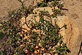 Arctostaphylos nevadensis