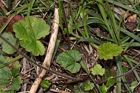 Mitella trifida