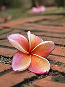 Plumeria flower on bricks.jpg