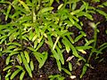 Utricularia babui leaves