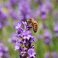 Apis mellifera, on Lavandula angustifolia