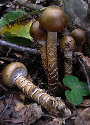 Cortinarius trivialis