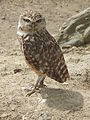 Deutsch: Kaninchenkauz (Athene cunicularia) im Tierpark Bochum. English: Burrowing Owl (Athene cunicularia) in the Tierpark Bochum, Germany.   This file was uploaded with Commonist.