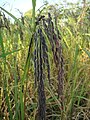 Grains of ripe black glutinous rice in a field in Northeastern Thailand