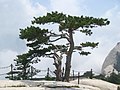 Tree, Hua Shan, Shaanxi