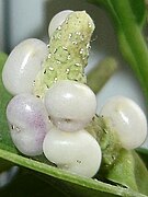 Anthurium scandens