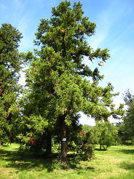 File:Cryptomeria japonica tree.jpg