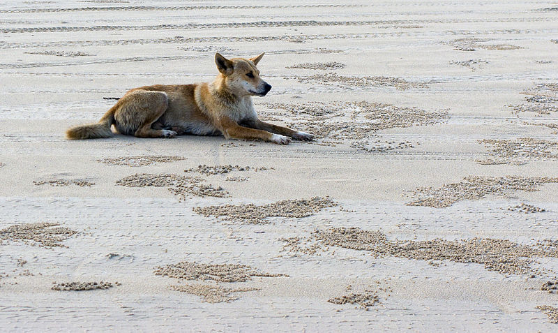 File:Dingo-dirty.jpg