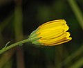 * Nomination A Commons Hawkweed flower opening to the morning sun rays - Alvesgaspar 21:50, 14 December 2007 (UTC) * Promotion Sufficiently good technical quality. --Aqwis 00:07, 15 December 2007 (UTC)