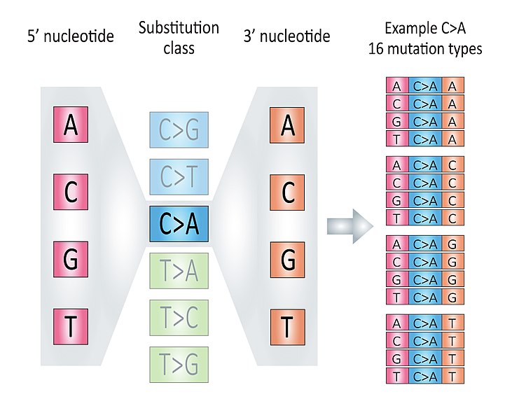 File:MutationTypes v3.jpg