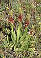 Orchis anthropophora Spain