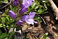 Penstemon davidsonii