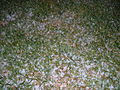 Sudden freak hail storm