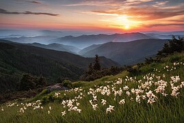 Нарциси в Мармаросах