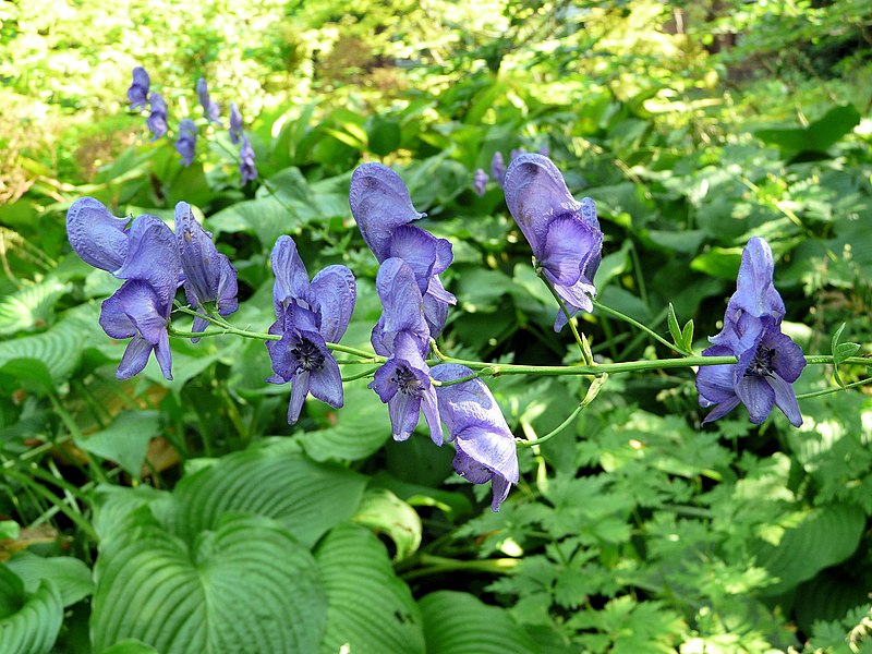 File:Aconitum napellus inflorescence (55).jpg