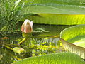 Deutsch: Riesenseerose im Botanischen Garten Bochum. English: Giant water lily in the Bochum botanical garden.