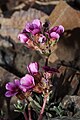 Douglasia nivalis