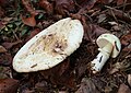 * Nomination Amanita citrina --Holleday 11:56, 1 January 2012 (UTC) * Promotion QI & Useful --Archaeodontosaurus 15:11, 1 January 2012 (UTC)