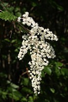 Holodiscus discolor