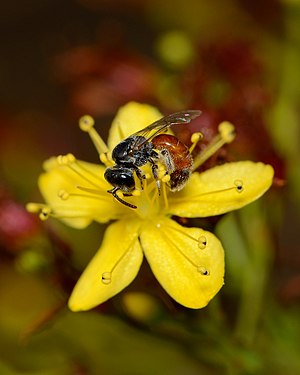 Lasioglossum pseudosphecodimorphum female